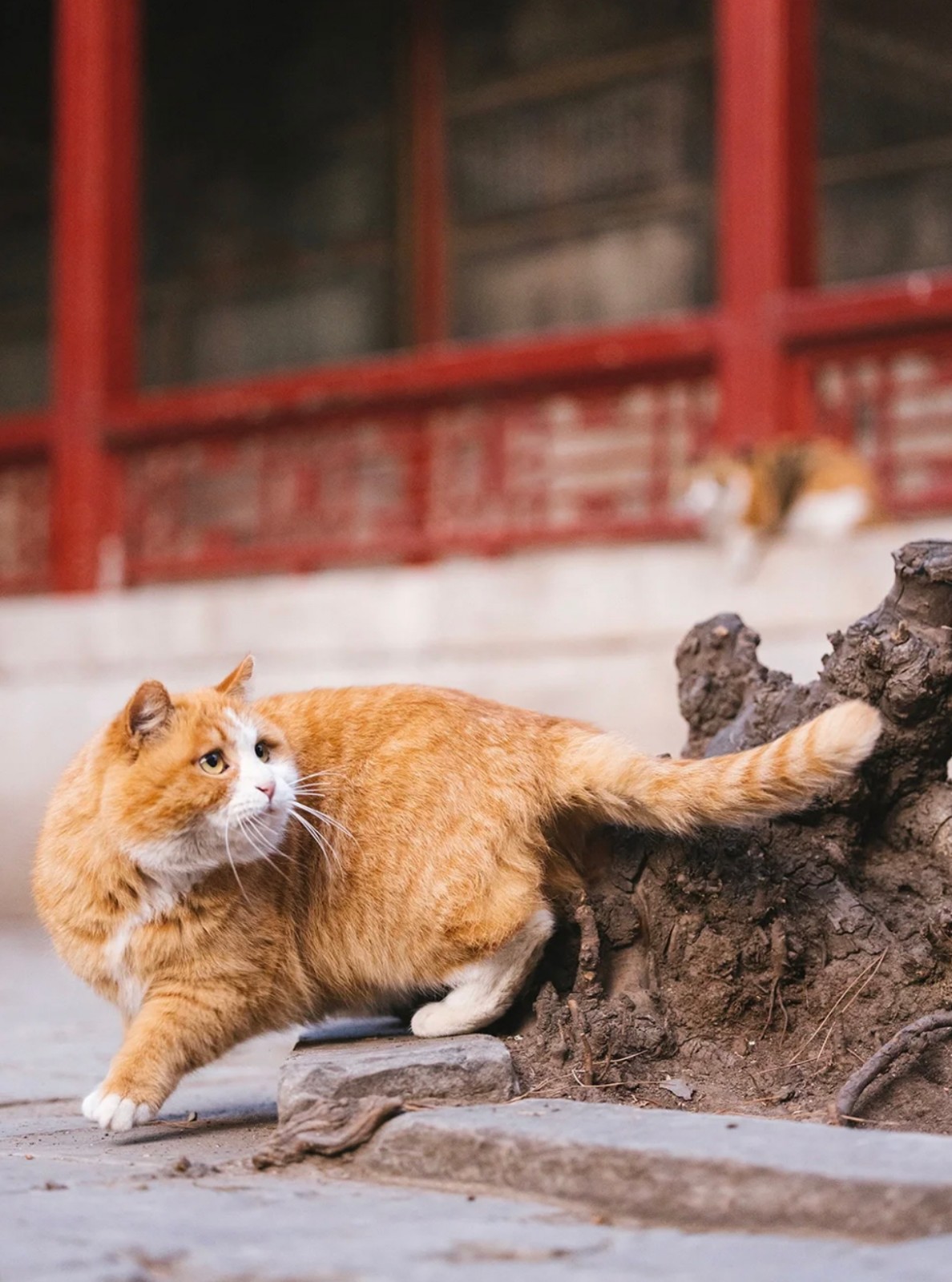 故宫猫最新动态,揭秘故宫猫的生活与故事