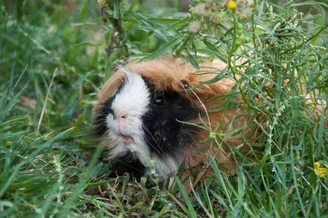 插足者引领科技潮流重塑生活体验新篇章