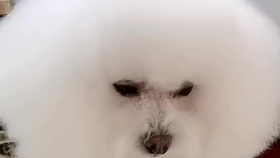 狗妈最新贴吧,狗妈最新贴吧,宠物爱好者的交流圣地