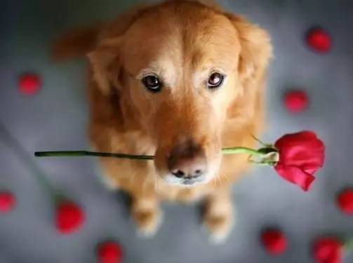 狗妈最新贴吧,狗妈最新贴吧,宠物爱好者的交流圣地