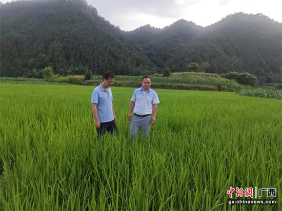 解铃与罗稻的新篇章,时代背景下的里程碑