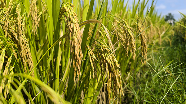 解铃与罗稻的新篇章,时代背景下的里程碑