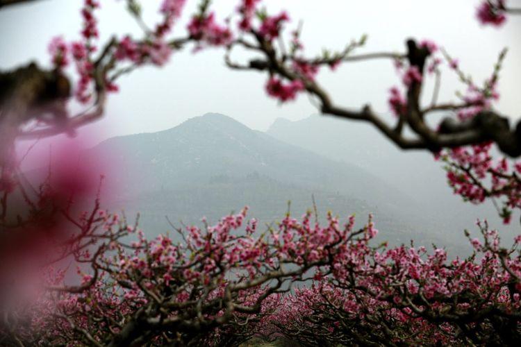 桃花园最新视频,桃花园最新视频观看指南