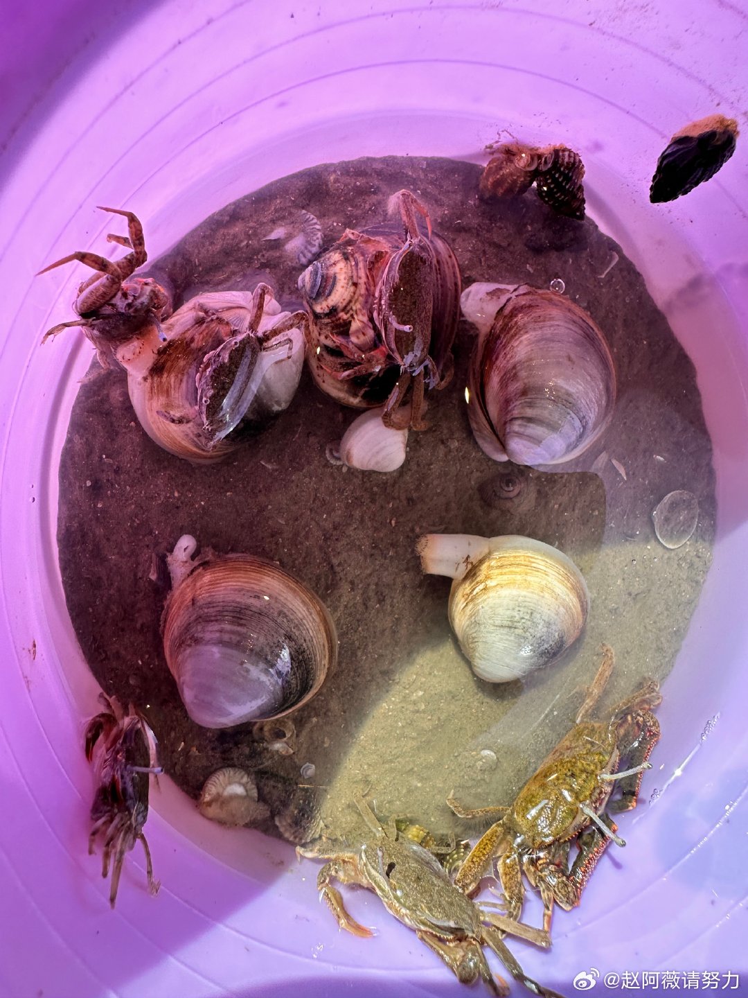 最新赶海体验,与自然美景的亲密接触之旅