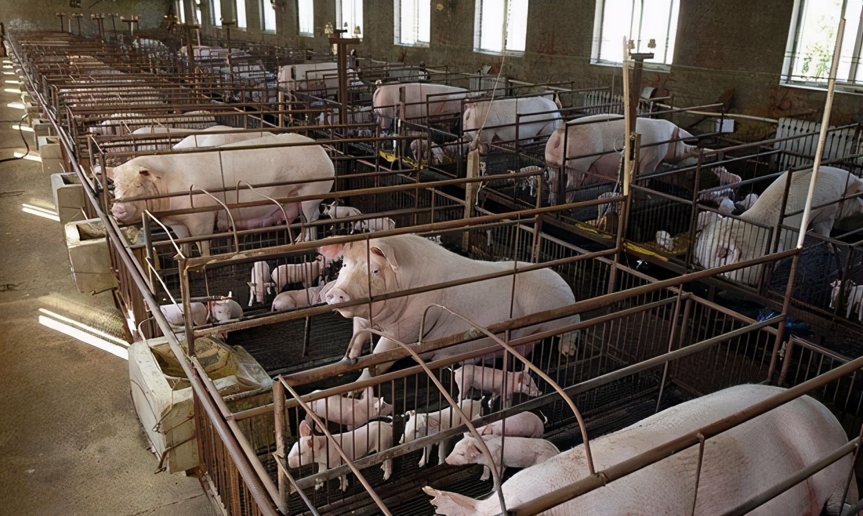 科技引领绿色发展,最新规模养猪场典范展示