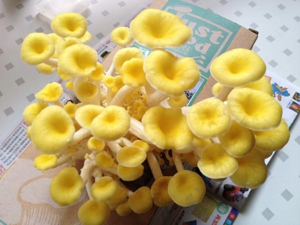 金蘑菇菇测评最新揭秘,小巷中的隐藏美食天堂