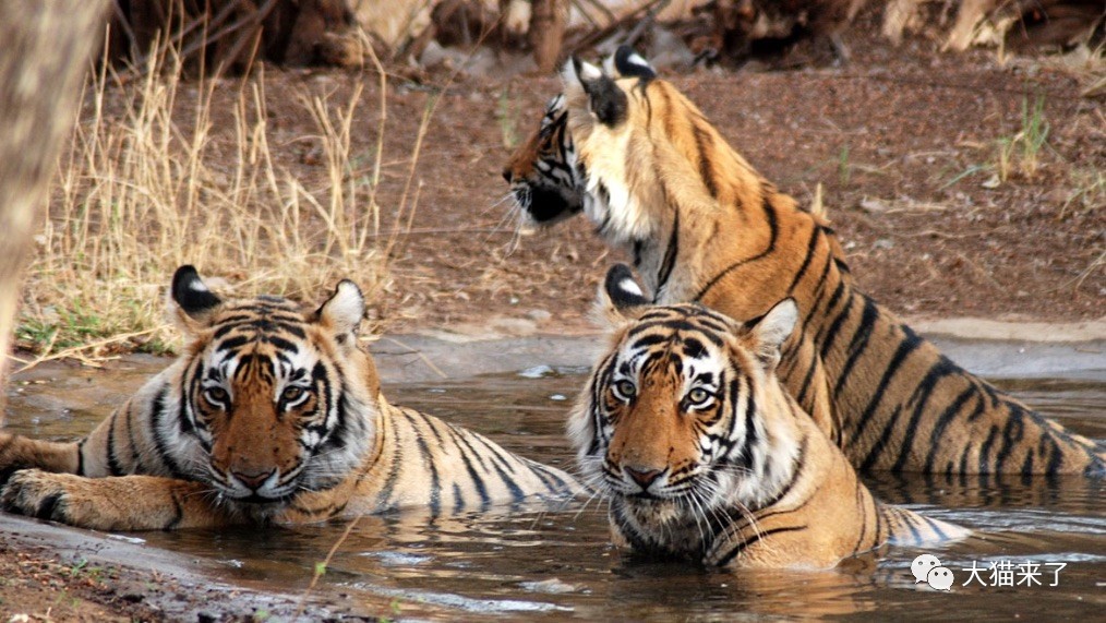 四虎最新地狱,深度观点阐述