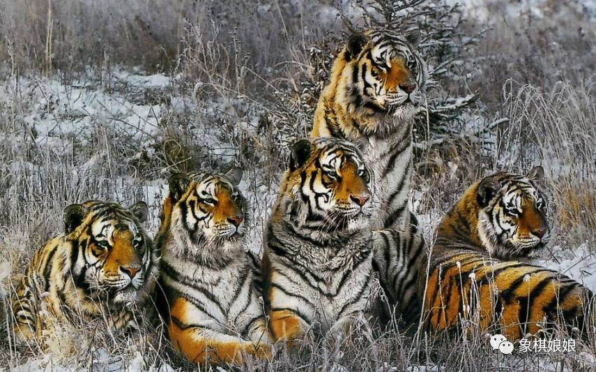 四虎最新地狱,深度观点阐述