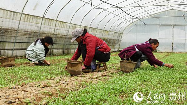 纳雍县羊场乡最新动态速递