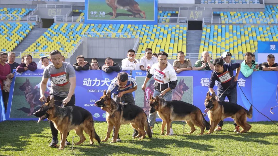 德国德牧比赛,与自然美景的邂逅,探寻内心的平静与宁静之旅