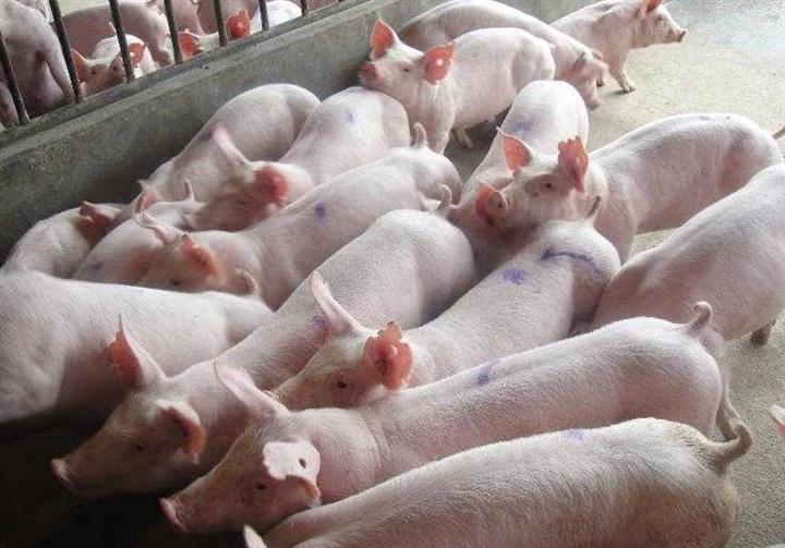 仔猪价格行情中的意外缘分与温馨小故事