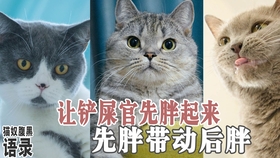 创意网名与科技新品,一网打尽的数字生活体验