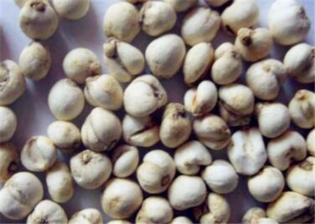 贝母价格揭秘,科技重塑珍稀药材价值体验,一斤究竟多少钱?