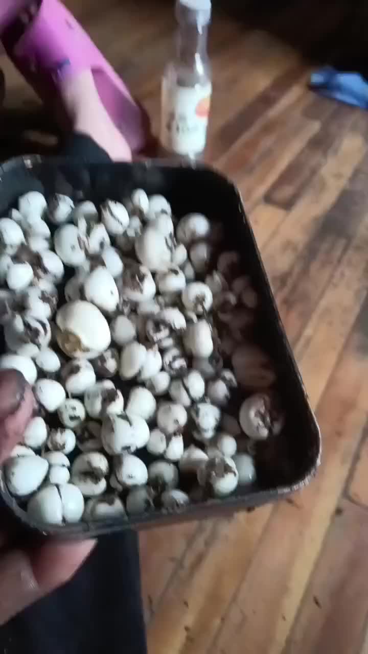 贝母价格揭秘,科技重塑珍稀药材价值体验,一斤究竟多少钱?