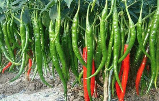 望都最新天气预报详解及步骤指南