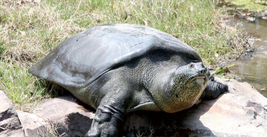 斑鳖保护最新动态及观点论述揭秘