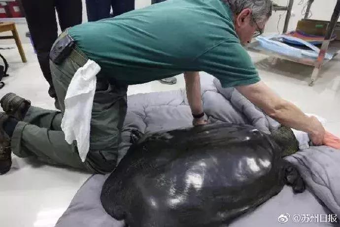 斑鳖保护最新动态及观点论述揭秘