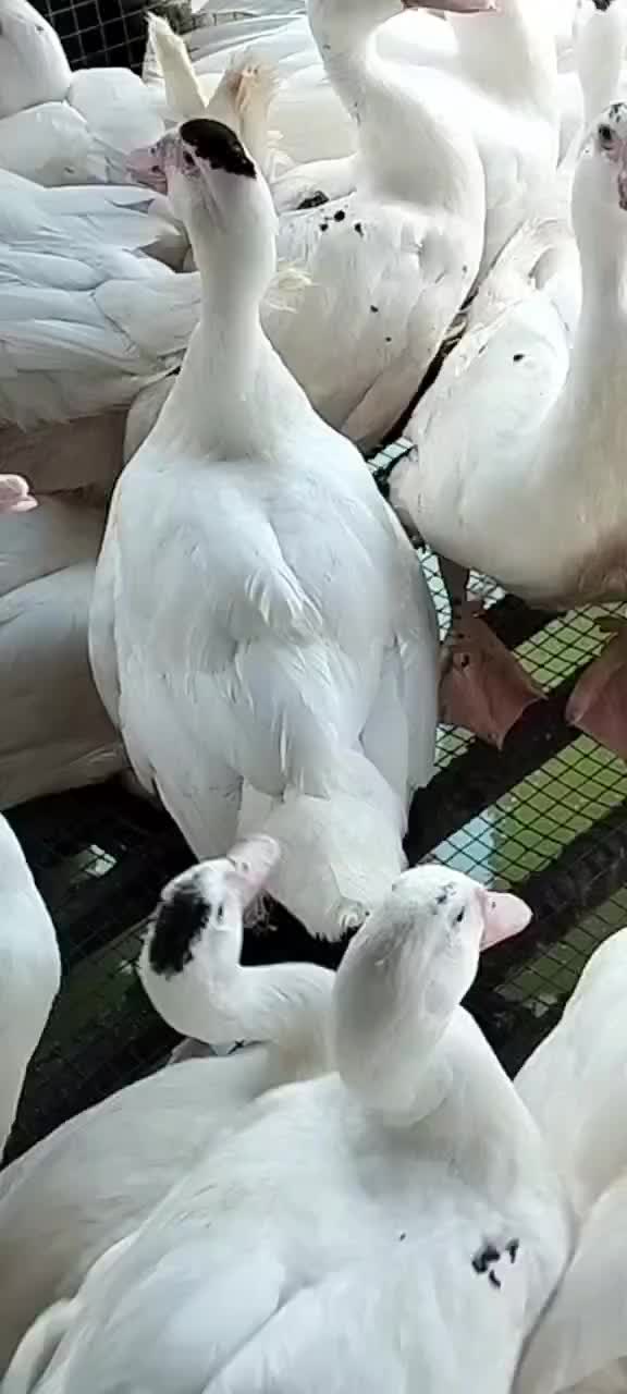 鸭价格行情深度解析,一种观点的市场探讨