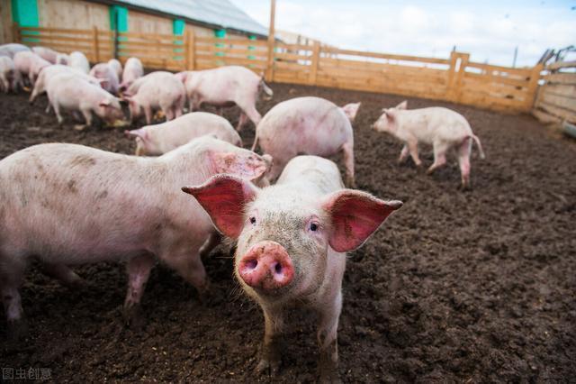 全国生猪最新价格行情深度解析与趋势预测🐖📊