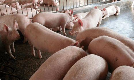 全国生猪最新价格行情深度解析与趋势预测🐖📊