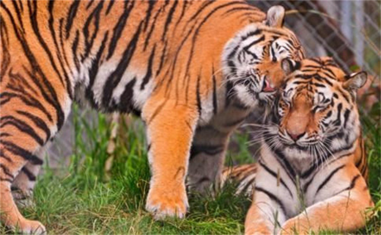 2024年白老虎正版资料,科学解说指法律_UBQ50.851本地版