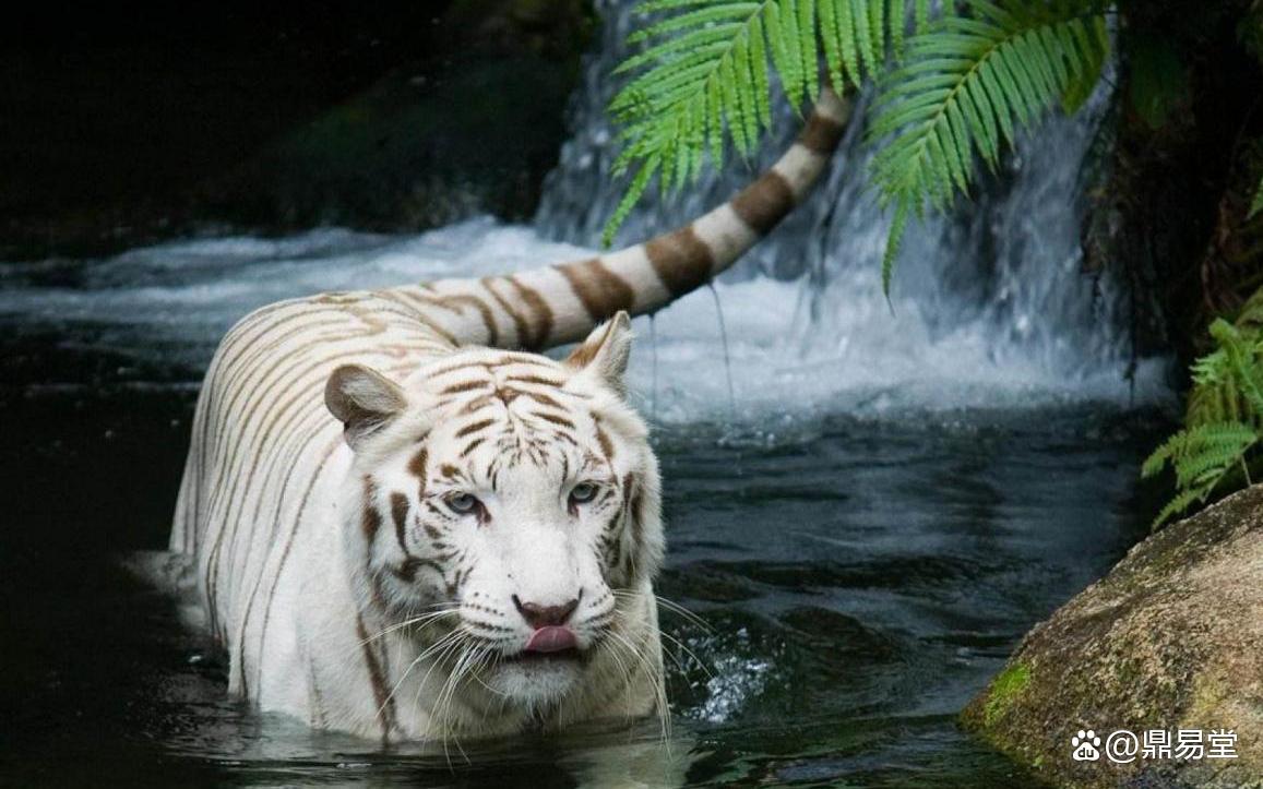 2024年白老虎正版资料,科学解说指法律_UBQ50.851本地版