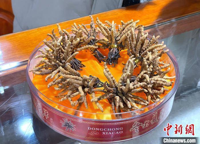 冬虫夏草最新动态，探寻自然美景，寻找内心平和与喜悦的旅程