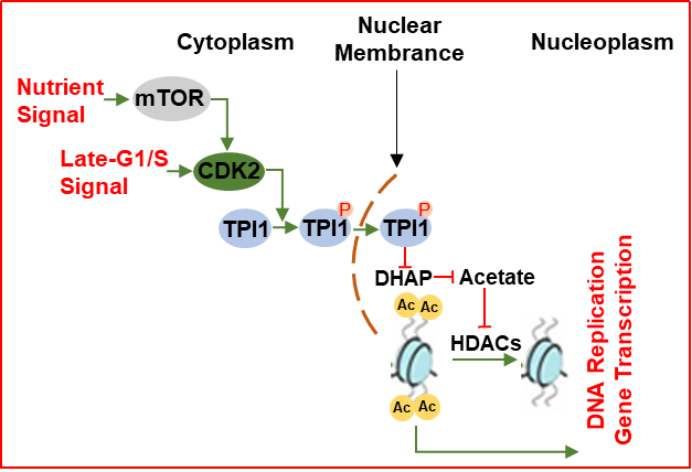 崔克勇最新调整,科技重塑生活,展望未来之光