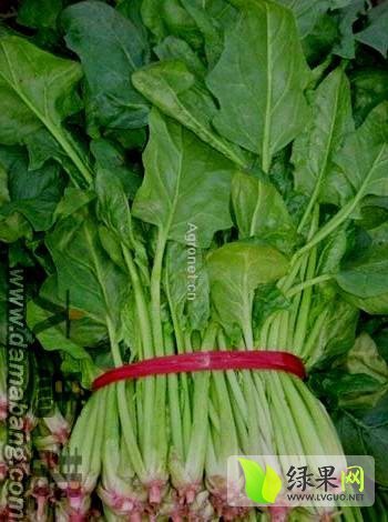 金乡小蒜最新价格及市场走势与影响因素分析概述