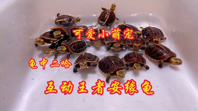 安缘龟苗最新报价指南,全面了解市场行情与价格走势