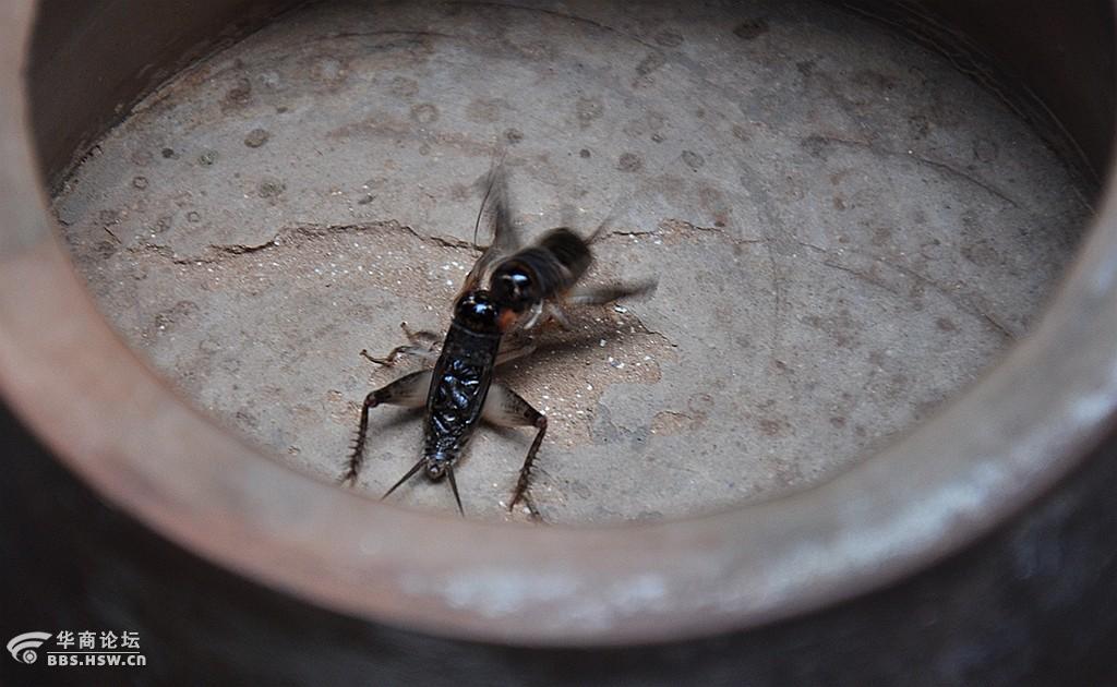 蛐蛐汁源最新解压密码,自然美景的心灵之旅探索