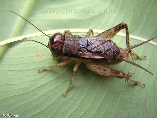 蛐蛐汁源最新解压密码,自然美景的心灵之旅探索