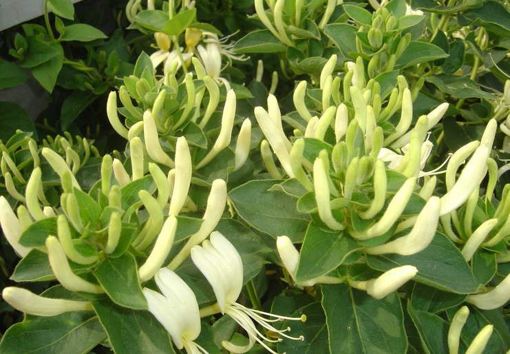 揭秘2017年金银花行情，自然美景下的旅行探索之旅