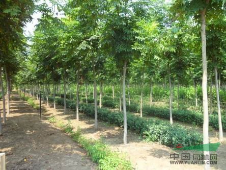 北栾树最新价格表及市场走势多元观点分析