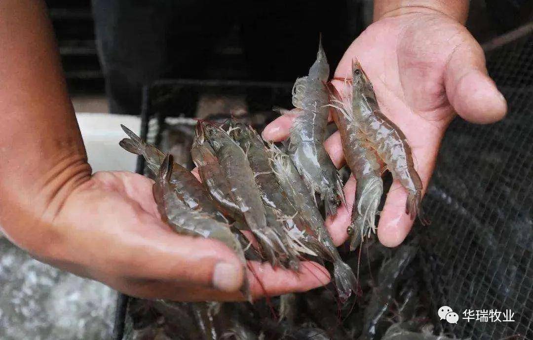 淡水养殖南美白对虾最新技术揭秘