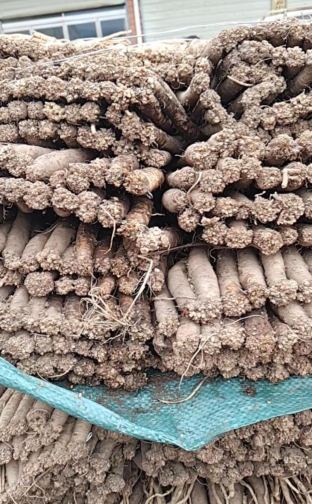 党参价格最新价格行情,党参价格最新价格行情🌿天然好物党参,价格走势大揭秘!