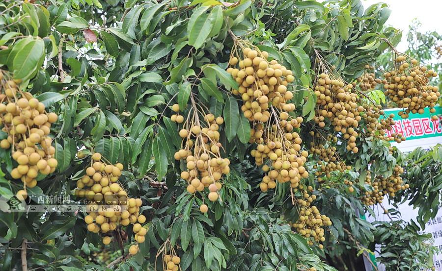 平南新闻平南最新新闻,平南新闻平南最新新闻,引领科技潮流,重塑生活体验的高科技新品亮相