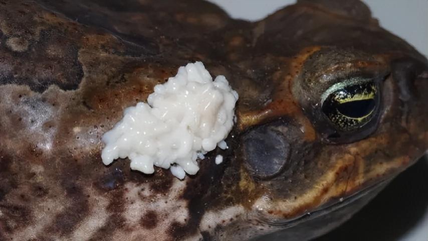 最新蝗虫孵化,沙漠中的生命奇迹