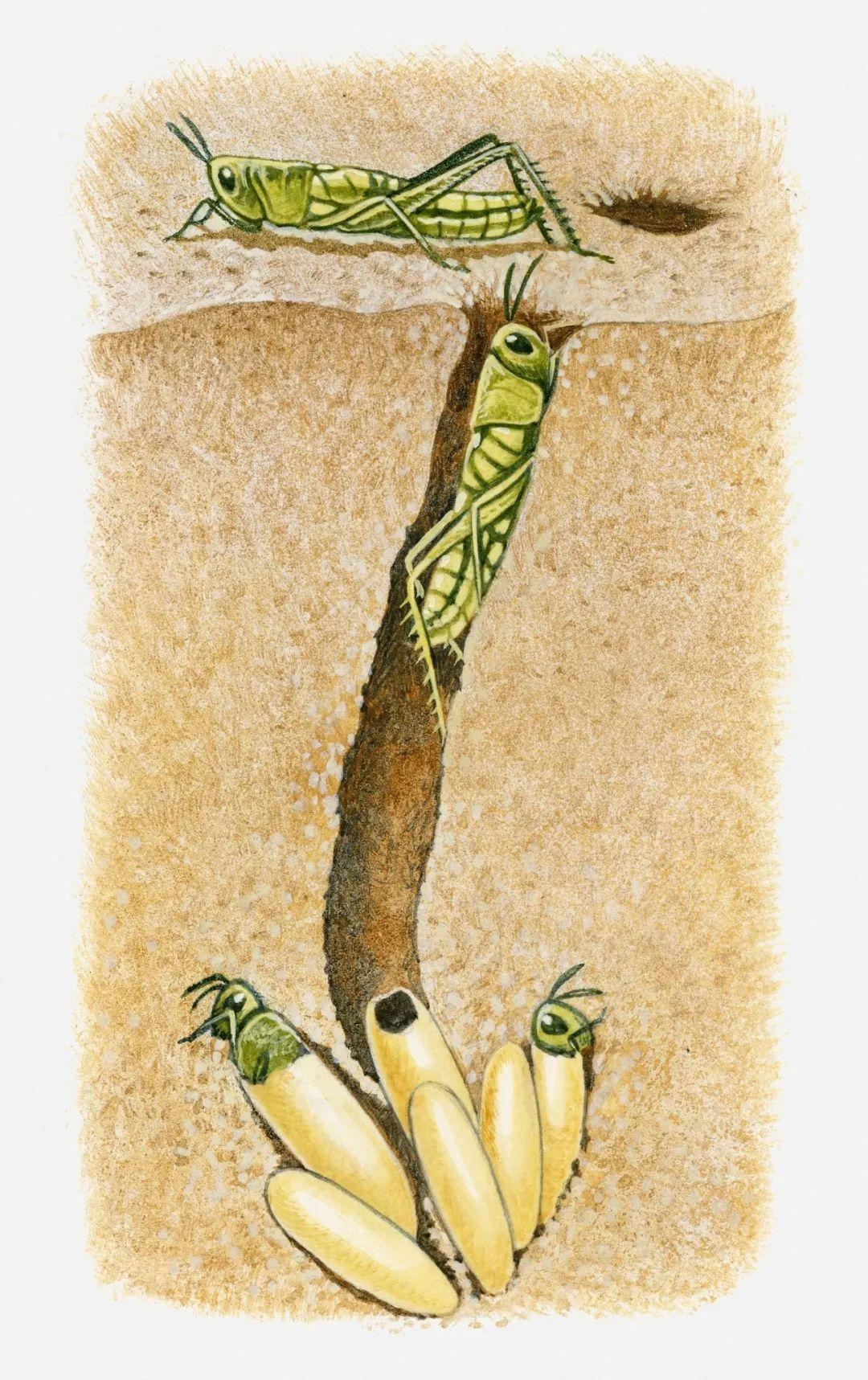 最新蝗虫孵化,沙漠中的生命奇迹