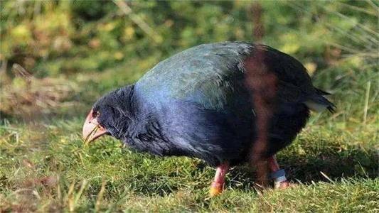 特色小店探寻灭绝生物与小巷隐秘宝藏的奇妙之旅