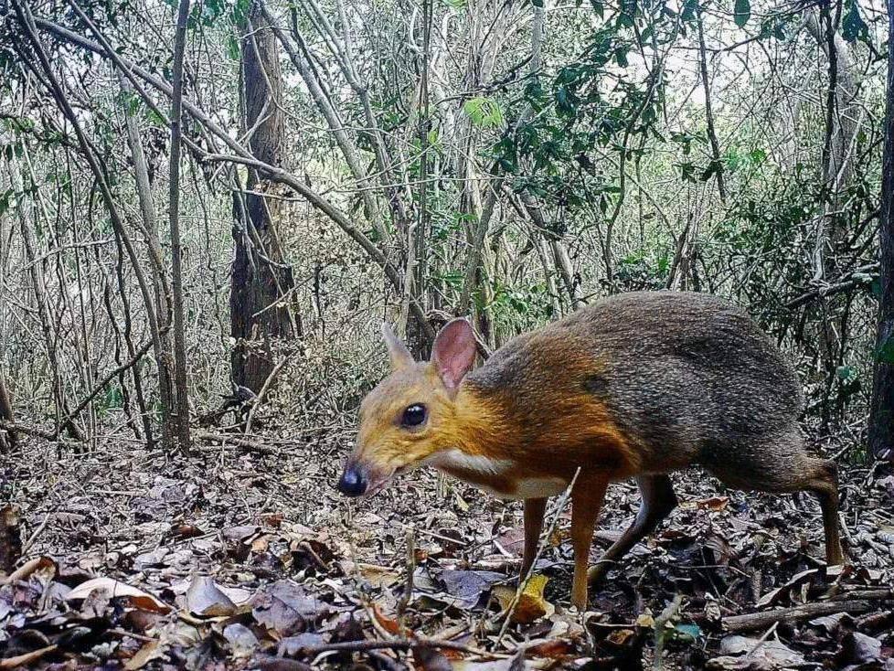 特色小店探寻灭绝生物与小巷隐秘宝藏的奇妙之旅